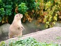DSC04255 - Copy
